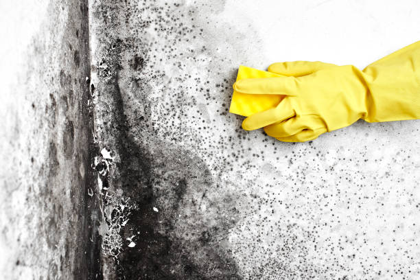 Best Post-Flood Mold Remediation in Campton Hls, IL