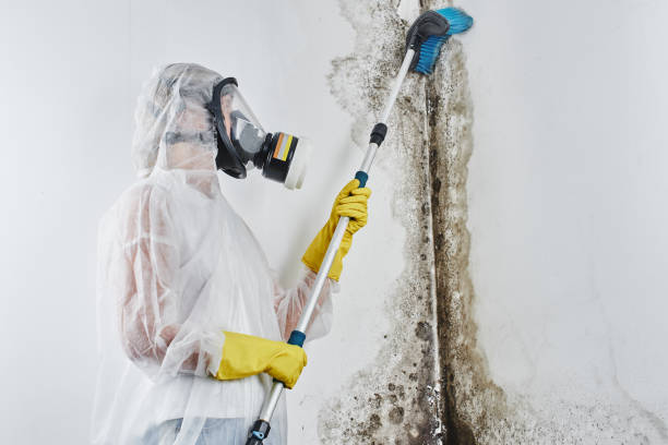 Best Industrial Mold Remediation in Campton Hls, IL