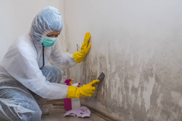 Best Attic Mold Remediation in Campton Hls, IL