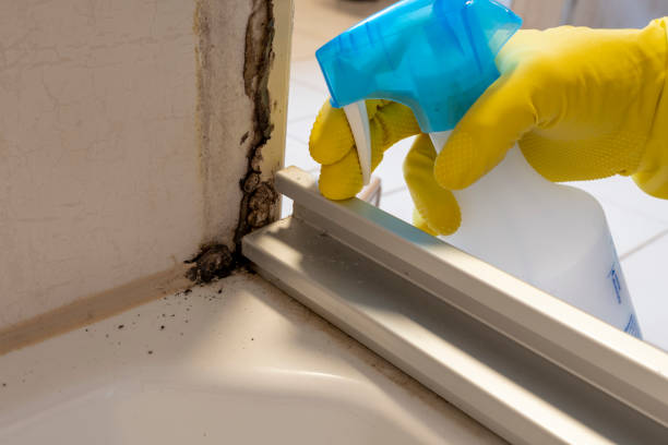 Best Emergency Mold Remediation in Campton Hls, IL