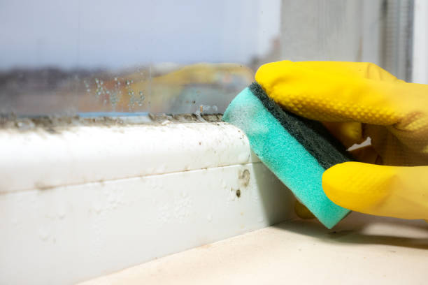Best Mold Testing and Inspection Services in Campton Hls, IL
