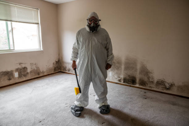 Best White Mold Remediation in Campton Hls, IL