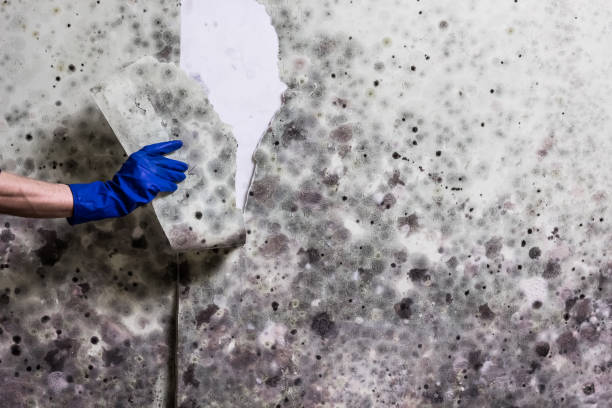 Best Industrial Mold Remediation in Campton Hls, IL