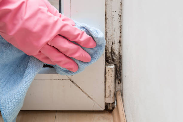 Best Kitchen Mold Remediation in Campton Hls, IL