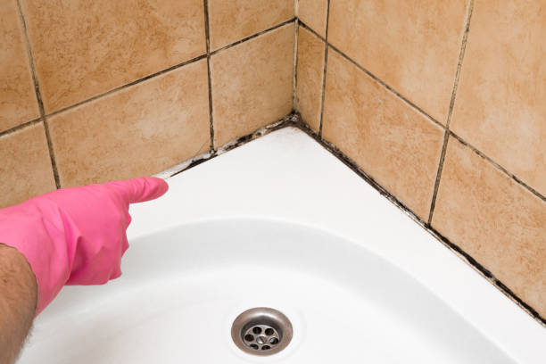 Best Emergency Mold Remediation in Campton Hls, IL
